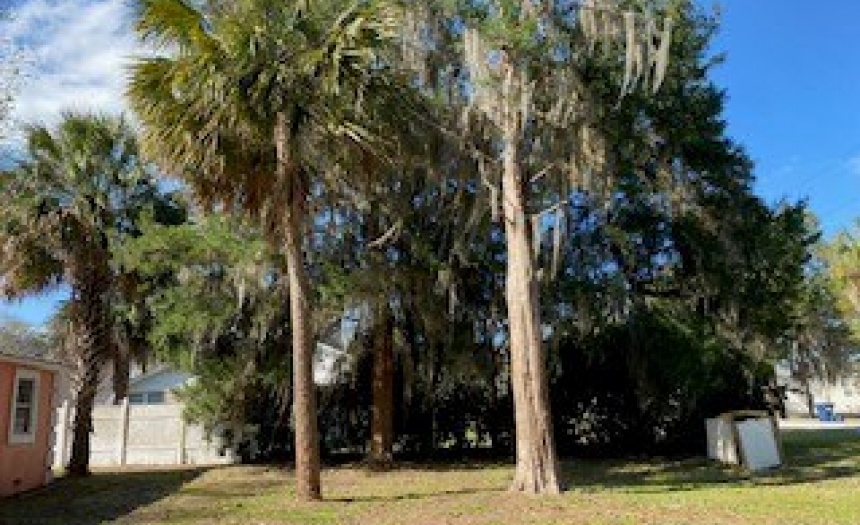 Palms in Yard